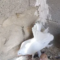 دم چتری