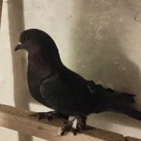 سسلی نر پرشی 900|پرنده|ارومیه, |دیوار