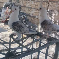 کبوتر|پرنده|تبریز, |دیوار
