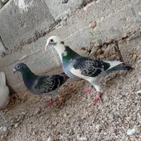 جفت کبوتر پلاکی.|پرنده|خورموج, |دیوار