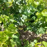 باغ انگور کمال آباد معاوضه هم میشود|فروش دفتر صنعتی، کشاورزی، تجاری|الوند, |دیوار