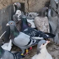 ۹ عدد پرشی دیوانه