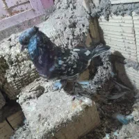 سور بازیکن|پرنده|بم, |دیوار