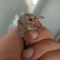 جوجه سهره نر منطقه سمیرم جهت معاوضه با قناری نر