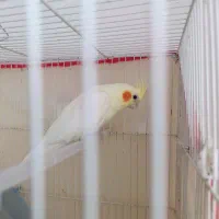 عروس هلندی دستی و کوتوله دستی جفت