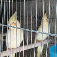 عروس هلندی مولد