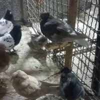 کبوتر رنگه|پرنده|مشهد, گرجی علیا|دیوار
