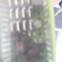 ملکه زنبور عسل|حیوانات مزرعه|آزادشهر, |دیوار