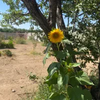 زمین باغ 200 متر سند تک برگ دماوندجابان آب برق گاز|فروش زمین و ملک کلنگی|دماوند, دماوند|دیوار