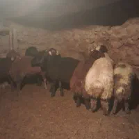 بره نر|حیوانات مزرعه|سروآباد, |دیوار