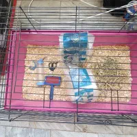 قفس و باکس خرگوش به همراه وسایل