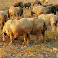 فروش 38 راس میش داشتی ابستن بختیاری|حیوانات مزرعه|کازرون, |دیوار
