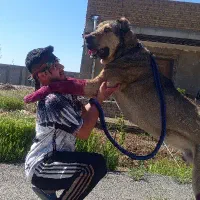 سگ نر سرابی جفتگیری