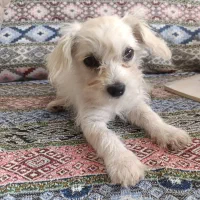 سلام نژاد شیتزو 2ماه جنسیت ماده