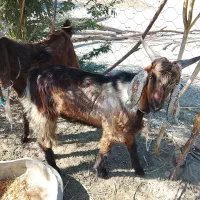 بزهای خوب فروشی (تروشت)|حیوانات مزرعه|پلان, |دیوار