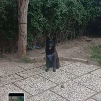 ژرمن بلک ماده 8 ماهه