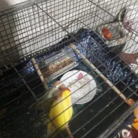 یک جفت کوتوله حرف زن آماده جوجه کشی