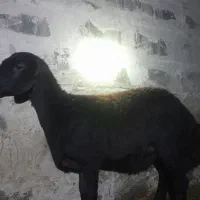 قزل افشار اصل ماده دو ماه آبستن