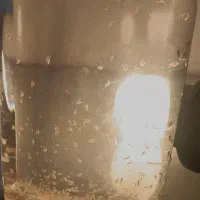 فروش دافنی زنده