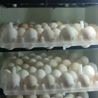 سلام جوجه محلی سیستانی