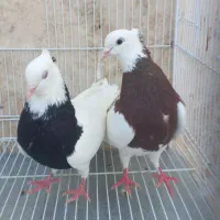 طوقی همه رنگ تکی و کلی جفتگاه پرشی به شرط سلامت