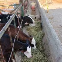 چهارعددگوساله شیرخوار