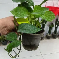 گل های اپارتمانی قیمت مناسب|گل و گیاه طبیعی|یزد, |دیوار