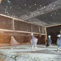 20 طوق جفتی650|پرنده|چابهار, |دیوار