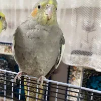 عروس هلندی ماده