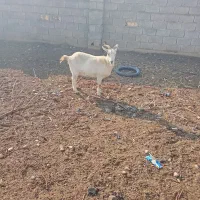 بز سانن جوان دوم شکم|حیوانات مزرعه|کوهسار (البرز), |دیوار