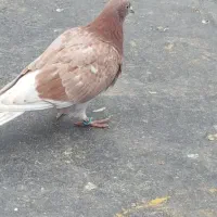 جوجه کبوتر بام ندیده|حیوانات|رشت, امین الضرب|دیوار