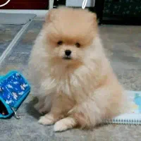 توله پامرانین خرسی ۷۰ روزه