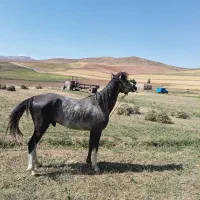 اسب نریون