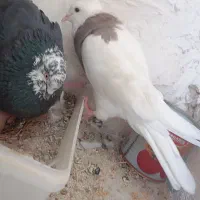 یک جفت و جوجه