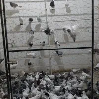 ۲۰۰تا کفتر ساعت بالا تهرانی|پرنده|نهاوند, |دیوار