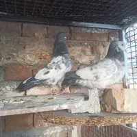 کفتر|پرنده|ایرانشهر, |دیوار