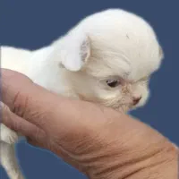 شیتزو سوپر فلت عروسکی