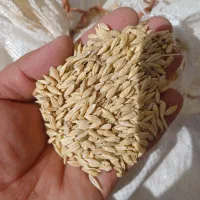جو چاق|خدمات باغبانی و درختکاری|سمیرم, |دیوار