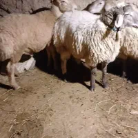 ۳تا بره نر بزری کسی خواست الی