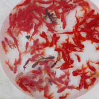 لارو ماهی گلدفیش وزغالی