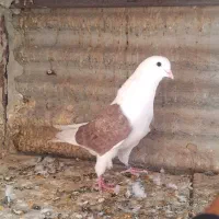 کفتر ۸ تا پرشی نشوندار