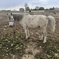 اسب‌اخته‌‌‌شده‌وجوان