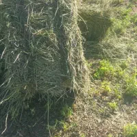 یونجه پرس شده