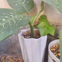 گل و گیاه طبیعی|گل و گیاه طبیعی|ملایر, |دیوار