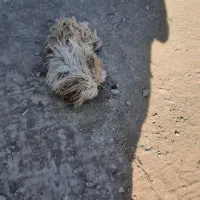 فروش سگ دوبرمن و شیتزو|سگ|کرمانشاه, |دیوار