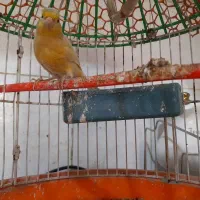 نرقناری خوب وخوشگل وبهترین رنگ|پرنده|هیرمند, |دیوار