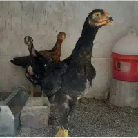 جوجه لاری ۳ماهه