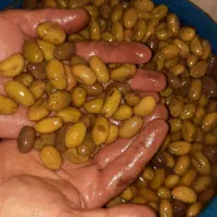 فروش زیتون ماری و گوشتی|خوردنی و آشامیدنی|رشت, توشیبا|دیوار