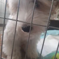 واگذاری سگ مالتیشو|سگ|ری, هاشم‌آباد|دیوار