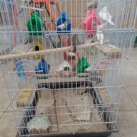 فنج|پرنده|سبزوار, اسلام آباد|دیوار